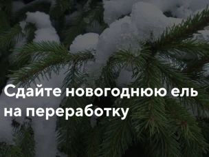 Вы можете сдать ель на переработку